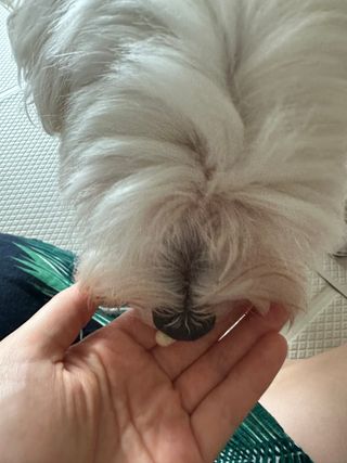 댕댕이님이 올린 리뷰 사진 3