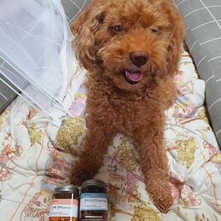 페페로니 진짜 오메가3 연어+소고기 180g+180g — 5점을 준 리뷰어가 2021년 7월 올린 사용 사진