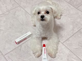[자유펫] 시코니딘 고양이 강아지 피부 보습 연고 20g — 5점을 준 리뷰어가 2021년 11월 올린 사용 사진