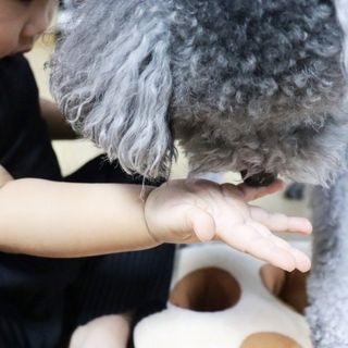 [푸디웜] 라포그  리얼인섹트 관절 저알러지 강아지 사료  1.2KG — 5점을 준 리뷰어가 2022년 8월 올린 사용 사진