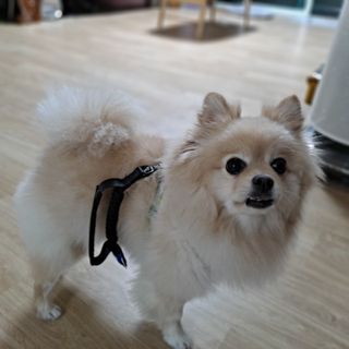 베이컨박스 [BACON] 고아웃클럽 산책 안전벨트 리뉴얼 - 중,대형견용 — 5점을 준 리뷰어가 2021년 12월 올린 사용 사진