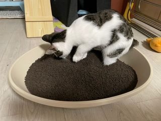 불량주부벗어나기님이 올린 리뷰 사진 3