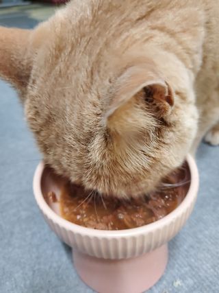 비타크래프트 포에시 델리스 고양이 파우치 85g 9가지맛 1팩씩 — 5점을 준 리뷰어가 2021년 8월 올린 사용 사진