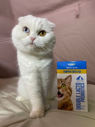씨디랩 장 건강과 구강 건강을 한 번에 더블락토 강아지 고양이 유산균 — 5점을 준 리뷰어가 2021년 1월 올린 사용 사진
