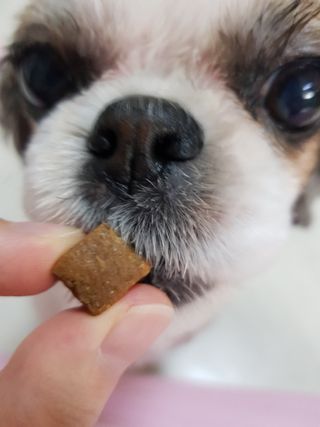 My Pet Care 천연단백질 관절건강에 개좋아 — 5점을 준 리뷰어가 2021년 3월 올린 사용 사진