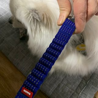 베이컨박스 [BACON] 고아웃클럽 산책 안전벨트 라이트 - 소형견용 — 5점을 준 리뷰어가 2021년 12월 올린 사용 사진