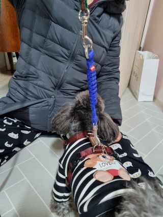 베이컨박스 [BACON] 고아웃클럽 산책 안전벨트 라이트 - 소형견용 — 5점을 준 리뷰어가 2021년 12월 올린 사용 사진