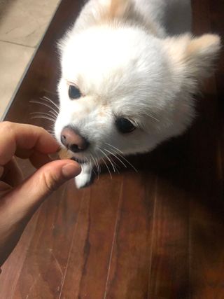 My Pet Care 천연단백질 관절건강에 개좋아 — 5점을 준 리뷰어가 2021년 1월 올린 사용 사진
