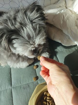 캐닌캐비어 알카라인 홀리스틱 그레이프리 앙뜨레 ALS_4종 오픈스카이, 와일드오션, 프리스피릿, 스페셜니즈 — 5점을 준 리뷰어가 2023년 2월 올린 사용 사진