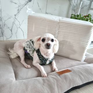 마루아토ღ'ᴗ'ღ님이 올린 리뷰 사진 1