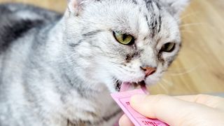 페페로니 잘 먹는 캣츄 - 알래스카 연어 24개입 — 5점을 준 리뷰어가 2021년 7월 올린 사용 사진