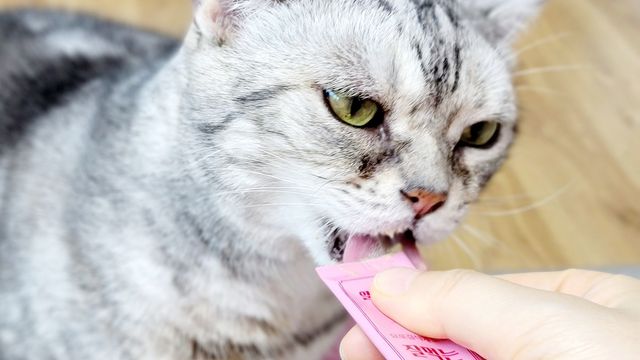 페페로니 잘 먹는 캣츄 - 알래스카 연어 24개입 리뷰 사진