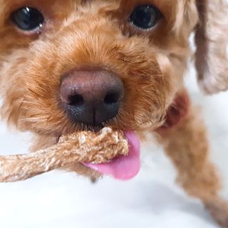 [보헤리] 국내산 강아지 육포간식 바삭 64 2종 — 5점을 준 리뷰어가 2022년 4월 올린 사용 사진