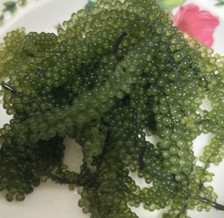 [피터씨마켓] 바다포도 100g(20g x 5봉) 우미부도 그린캐비어 ASMR 소분포장 — 5점을 준 리뷰어가 2024년 8월 올린 사용 사진
