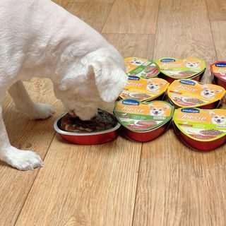 비타크래프트 조에시 하트캔 85g 강아지 습식캔 10캔 — 5점을 준 리뷰어가 2021년 9월 올린 사용 사진