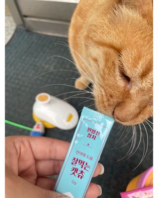 페페로니 잘 먹는 캣츄 - 원양선 참치 24개입 — 5점을 준 리뷰어가 2021년 8월 올린 사용 사진