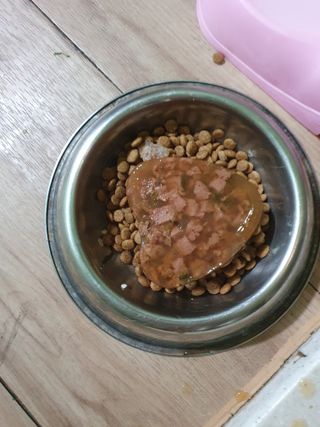 비타크래프트 조에시 하트캔 85g 강아지 습식캔 10캔 — 5점을 준 리뷰어가 2021년 9월 올린 사용 사진