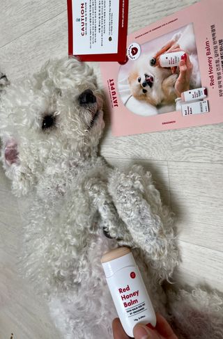 [레드허니밤]자유펫 고양이 강아지 발바닥 밤 14g — 5점을 준 리뷰어가 2021년 10월 올린 사용 사진