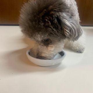 씽크라이크펫 강아지 화식 (50g 소/닭/오리/양 1팩씩 4팩) — 5점을 준 리뷰어가 2023년 1월 올린 사용 사진