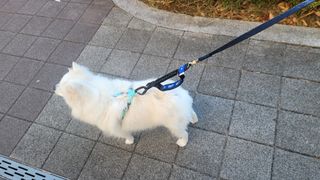 베이컨박스 [BACON] 고아웃클럽 산책 안전벨트 리뉴얼 - 중,대형견용 — 5점을 준 리뷰어가 2021년 12월 올린 사용 사진