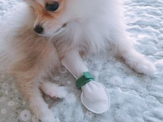 코보콩 에어슈즈 강아지 일회용 신발 소용량 패키지 20매 초경량  미끄럼방지 실내외 겸용 — 4점을 준 리뷰어가 2022년 2월 올린 사용 사진