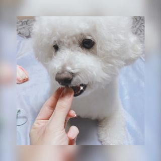 My Pet Care 천연단백질 눈건강에 개좋아 — 5점을 준 리뷰어가 2021년 2월 올린 사용 사진