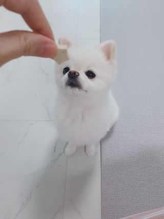 페페로니 자기전에 먹는 저알러지 껌 세트 치킨+오리 — 5점을 준 리뷰어가 2021년 7월 올린 사용 사진