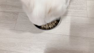 도그퓨어 피부와모질/혼합유산균/글루코사민 유기농 로스팅 사료 — 4점을 준 리뷰어가 2021년 9월 올린 사용 사진