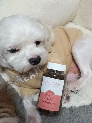 펫21 그로그로 5종 강아지 고양이 반려동물 한방 영양제 — 5점을 준 리뷰어가 2021년 11월 올린 사용 사진