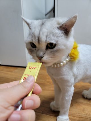 망고앤쮸🙋‍♀️님이 올린 리뷰 사진 1