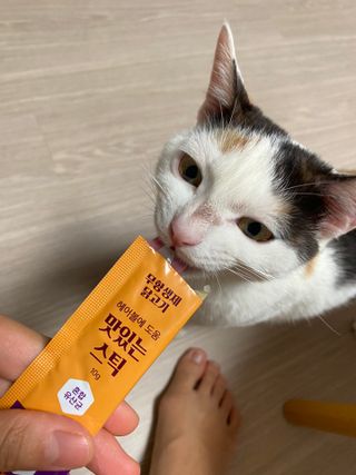 페페로니 맛있는 스틱 - 무항생제 닭고기 15개 + 원양선 참치 15개 — 5점을 준 리뷰어가 2021년 10월 올린 사용 사진
