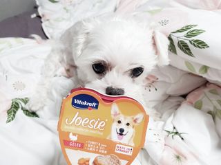 비타크래프트 조에시 하트캔 85g 강아지 습식캔 10캔 — 5점을 준 리뷰어가 2021년 10월 올린 사용 사진