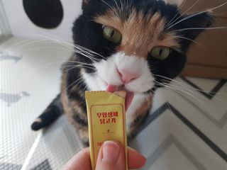 페페로니 잘 먹는 캣츄 - 무항생제 닭고기 12개 + 원양선 참치 12개 — 3점을 준 리뷰어가 2021년 8월 올린 사용 사진