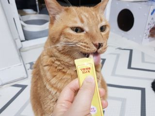 페페로니 잘 먹는 캣츄 - 무항생제 닭고기 12개 + 알래스카 연어 12개 — 5점을 준 리뷰어가 2021년 7월 올린 사용 사진