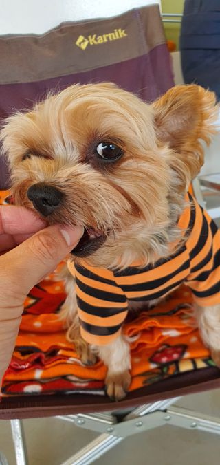 My Pet Care 천연단백질 관절건강에 개좋아 — 5점을 준 리뷰어가 2021년 2월 올린 사용 사진
