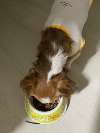 비타크래프트 조에시 하트캔 85g 강아지 습식캔 10캔 — 4.5점을 준 리뷰어가 2021년 9월 올린 사용 사진
