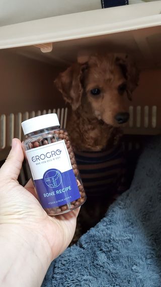 펫21 그로그로 본 강아지 고양이 반려동물 한방 영양제 관절 영양제 — 5점을 준 리뷰어가 2022년 1월 올린 사용 사진