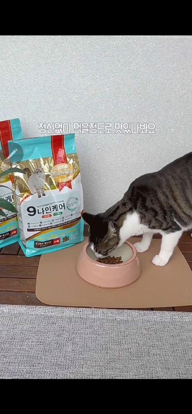 릴스 나인케어사료 리뷰 사진