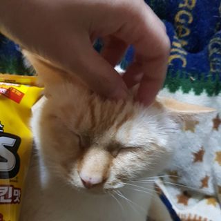 유자씨🍀님이 올린 리뷰 사진 4