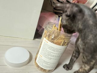 [펫시밀] 원물그대로 강원도 인제군 용대리 무염황태채 60g 강아지 고양이 프리미엄 수제간식 — 5점을 준 리뷰어가 2023년 11월 올린 사용 사진