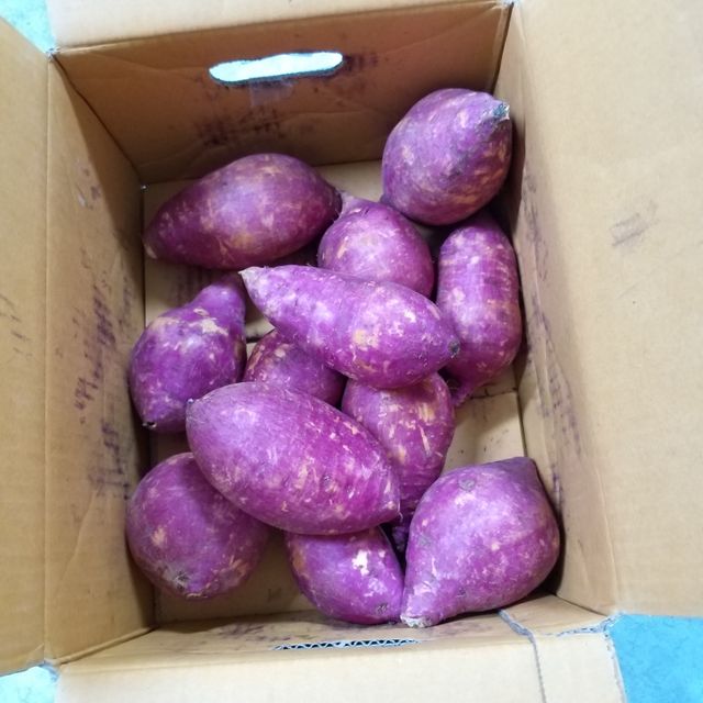 거산 노랑밤고구마 (3,4,5,10 kg) 한입 리뷰 사진