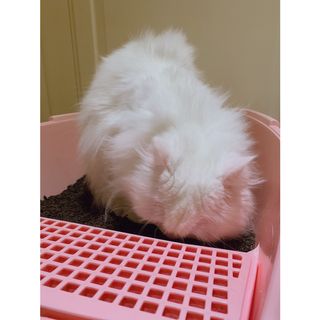 똥비님이 올린 리뷰 사진 2