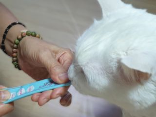 페페로니 잘 먹는 캣츄 - 원양선 참치 24개입 — 5점을 준 리뷰어가 2021년 10월 올린 사용 사진