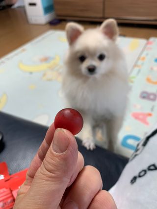 [푸름웰니스] 라바 멀티비타민 구미 36g — 4.5점을 준 리뷰어가 2022년 2월 올린 사용 사진