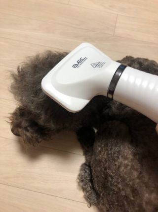 아베크 펫 강아지 고양이 애견 에어 브러쉬 드라이기 올인원 — 5점을 준 리뷰어가 2021년 7월 올린 사용 사진