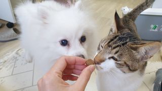 My Pet Care 천연단백질 관절건강에 개좋아 — 5점을 준 리뷰어가 2021년 1월 올린 사용 사진