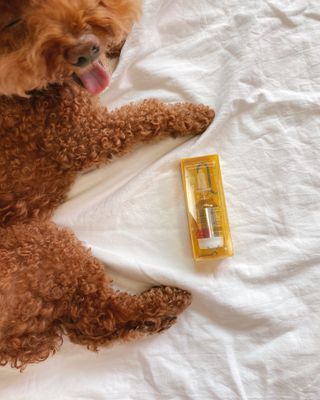 무지조타 반려동물용 꽃으로만든영양제 헬리코디펜스 15ml — 4.5점을 준 리뷰어가 2021년 8월 올린 사용 사진