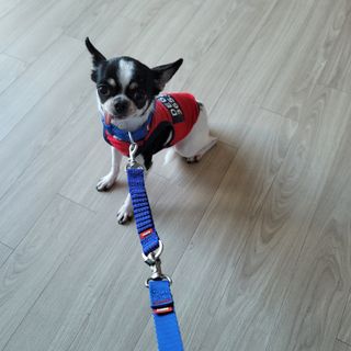 베이컨박스 [BACON] 고아웃클럽 산책 안전벨트 라이트 - 소형견용 — 4점을 준 리뷰어가 2021년 12월 올린 사용 사진