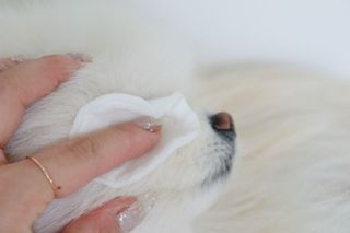 [댕모어 클리너 3종] 아이클리너 / 이어클리너 / 덴탈클리너 3종 세트 (120ml) — 5점을 준 리뷰어가 2023년 11월 올린 사용 사진