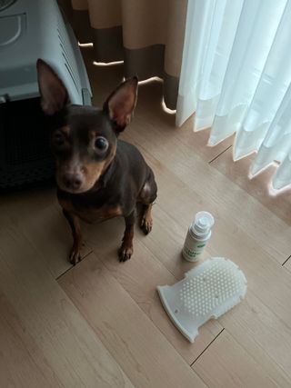 whol 키토미스트 150ml + 실리콘바디브러쉬  강아지 고양이 항균항바이러스, 강력탈취 피부 보습,무향 — 5점을 준 리뷰어가 2022년 9월 올린 사용 사진